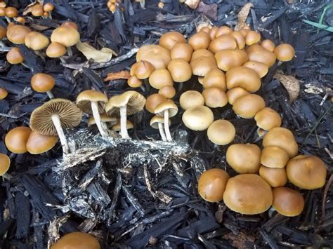 allenii mushroom|The Ultimate Guide to Psilocybe allenii Mushrooms